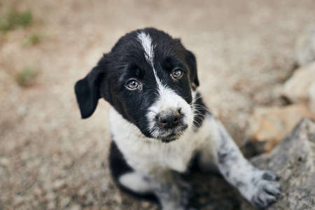 Photo of cute mongrel puppies on the street. Front view.の写真素材