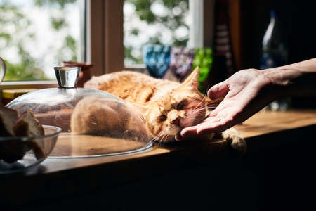 The red cat is lying on the table and his chin is being scratched. Front view.の写真素材