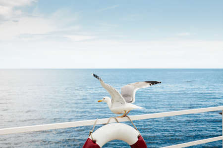 Seagull takes off on a life preserver. The Black Sea waterfront. Front view.の写真素材