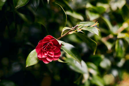 Shrub roses on a background of greenery. Front view.の写真素材