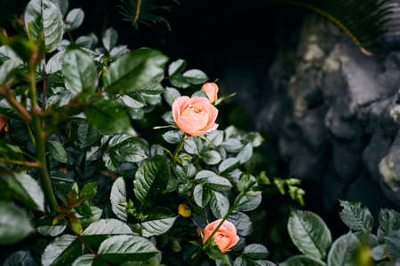 Shrub roses on a background of greenery. Front view.の写真素材