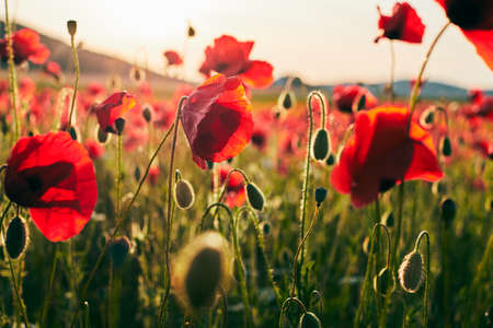 A field of blooming wild poppies in summer in the Crimea. Macro photo. Front view.の写真素材