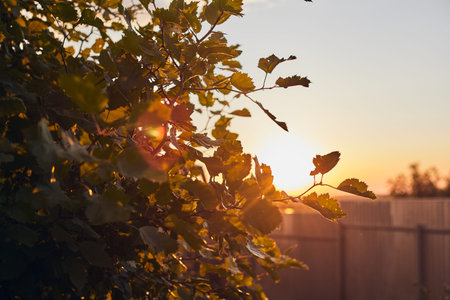 Summer tree leaves against the background of the setting sun. The nature of a small farm. Front...