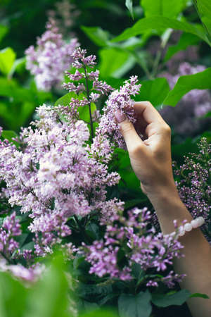 Hands of an attractive woman with a bouquet of lilacs. Spring and summer, seasonal photos. Front view.の写真素材