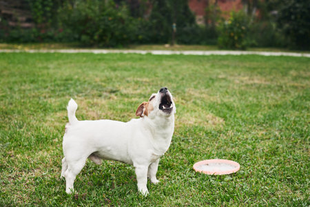 A playful Jack Russell dog in the backyard. The concept of a pet and the joy of playing with it....