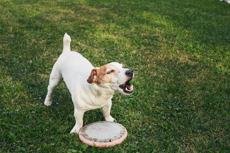A playful Jack Russell dog in the backyard. The concept of a pet and the joy of playing with it. Front view.の写真素材
