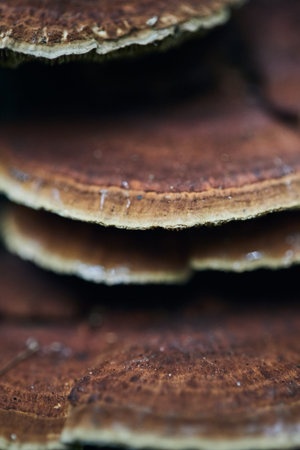 Wild inedible mushroom grows in the forest near Moscow on a tree with moss. Vertical photo.