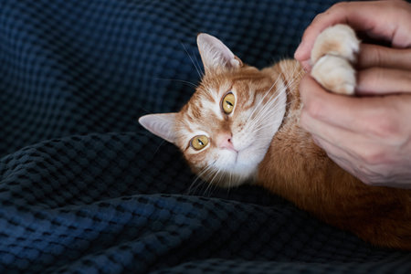 A beautiful young ginger cat that is stroked by the owner on the bed. Front view.の写真素材