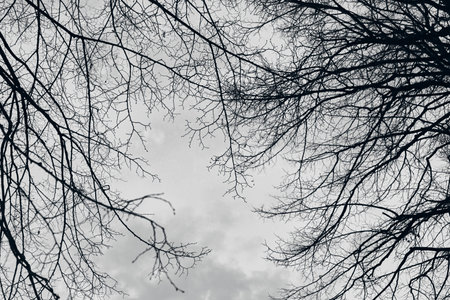 Branches of autumn trees without leaves against a cloudy sky. Front view.の写真素材