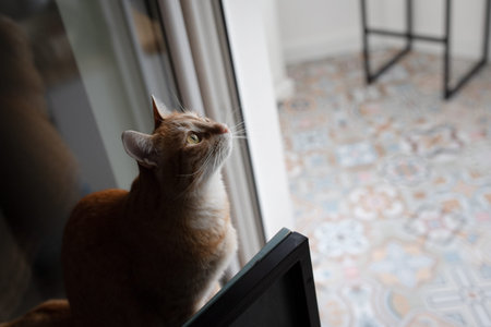 A beautiful red cat is playing on the balcony. Front view.