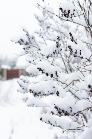 Winter bushes covered with snow. Nature of Russia. Vertical photo.の写真素材