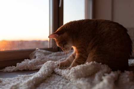 A beautiful ginger cat plays with a warm white blanket in the rays of the setting sun in winter....