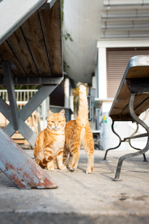 Two beautiful red-haired and homeless young cats are sitting on the street and begging for food. Vertical photo.の写真素材