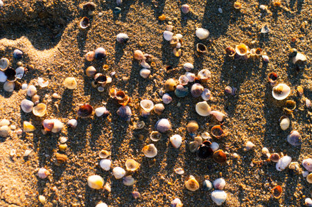 A background of shells on a seashell beach. A large number of small shells. Top view. Flat lay.