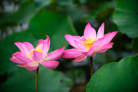Pink lotus on waer and green leafの写真素材