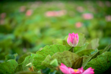 Pink lotus on waer and green leafの写真素材