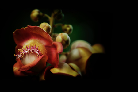 flowers on a black backgroundの写真素材