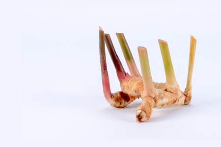 Fresh galangal (Thai herbs) isolated on white background.の写真素材