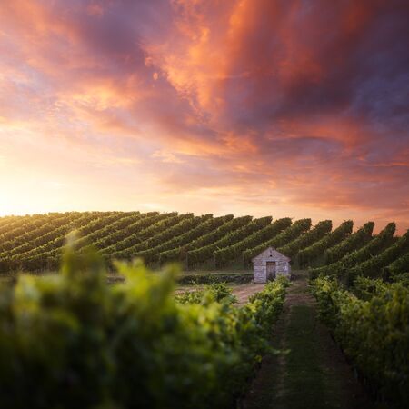 French vineyard at sunsetの写真素材