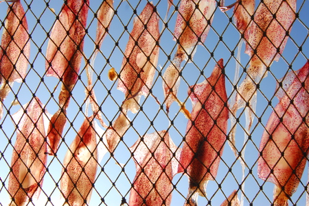 squid drying in sun Prachuapkhirikhan, Thailandの写真素材