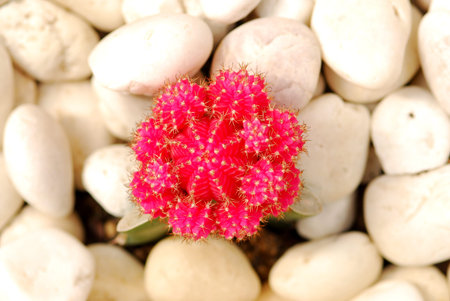 colorful cactus, close up image of rows of cute colorful miniature cactusの写真素材