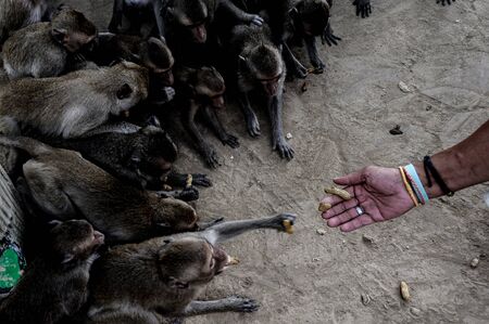 monkeys group taking food from human's handの写真素材