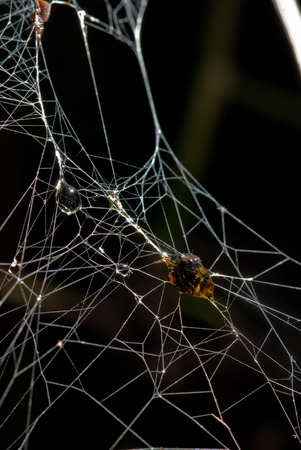 Insect was wrapped it in silk of spider scary frighteningの写真素材