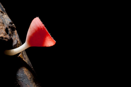 beautiful pink champagne mushroom in rain forest, Thailandの写真素材