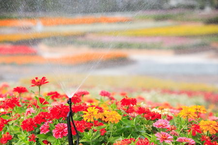 sprinkler head watering the flowerの写真素材