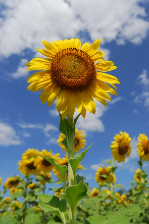 Big sunflower in the garden and blue sky, Thailandの写真素材