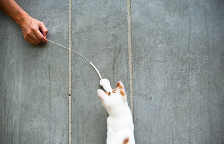 Cute cat playingの写真素材