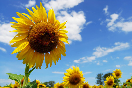Big sunflower in the garden and blue sky, Thailandの写真素材