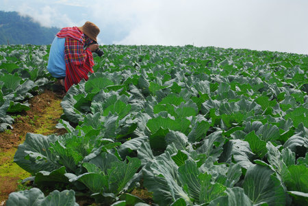 PHUTHAPBOEK PHETCHABUN : Big Cabbage farm on the mountain and sky Phu Thap Boek (Phu Tub Berk), Phetchabun, thailandのeditorial素材