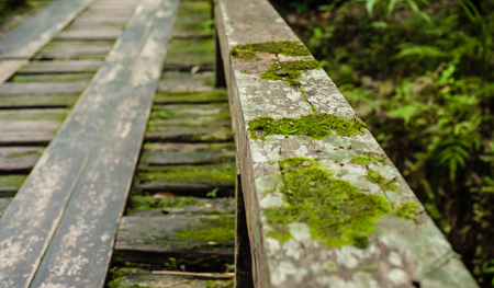 Wooden bridge in tropical rain forest, Jungle landscapeの写真素材