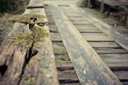 Wooden bridge in tropical rain forest, Jungle landscapeの写真素材