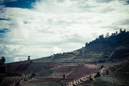 cabbage field in Mon Cham (Mon Jam) mountain, famous travel location in chiangmai, Thailandの写真素材