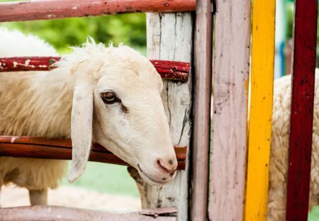 Sheep in the farmの写真素材