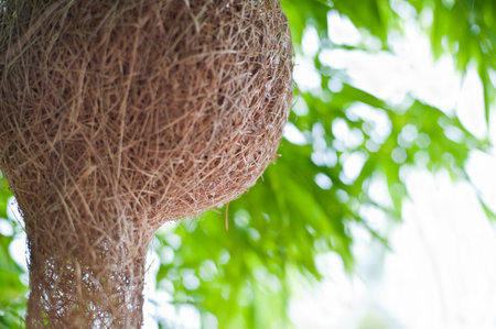 birds nest in the treeの写真素材