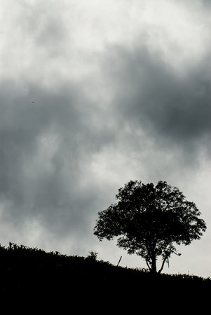 A mature old  tree spreads its branches out on a country slope