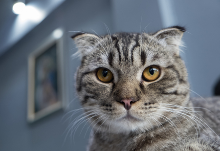 grey cat cute relaxingの写真素材