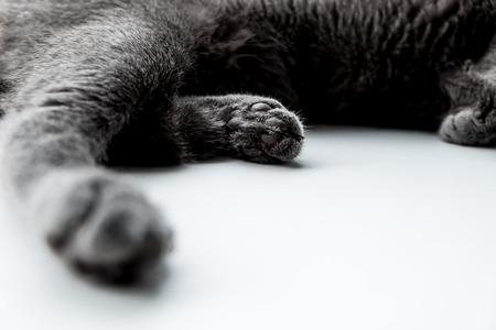 Close-up cat legsの写真素材