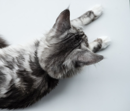 Portrait of grey catの写真素材