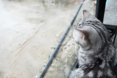 grey cat cute relaxingの写真素材