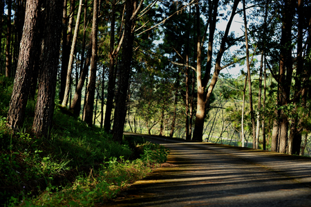 trees in the forest, Pine forest, sunlight, sunset, sunshineの写真素材