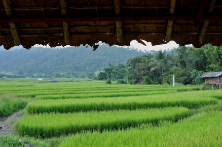 close up rice field paddy field rice natural backgroundの写真素材