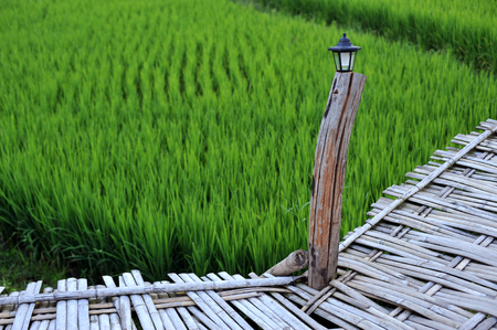 green rice organic field and bamboo bridge, The beautiful scene in northern thailand.の写真素材
