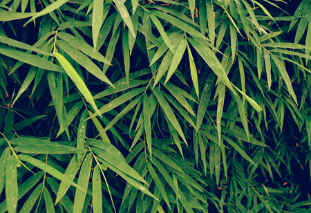 green leaf, Green leaves for background, Green leaves wall texture backgroundの写真素材