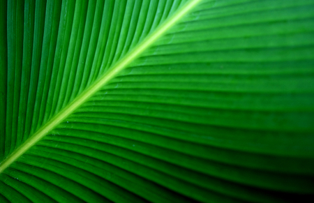 Closeup Green banana leaf texture, Abstract Banana leaf backgroundの写真素材