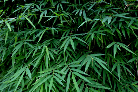 green leaf, Green leaves for background, Green leaves wall texture backgroundの写真素材