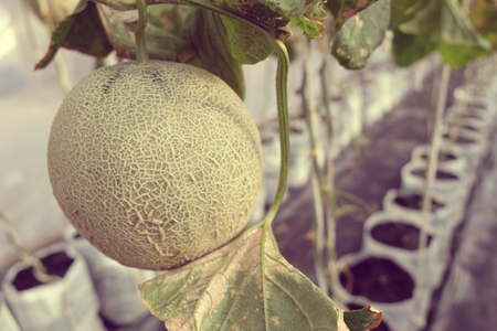 young sprout of Japanese melons or green melons or cantaloupe melons plants growing in greenhouse farm supported by string melon nets.の写真素材